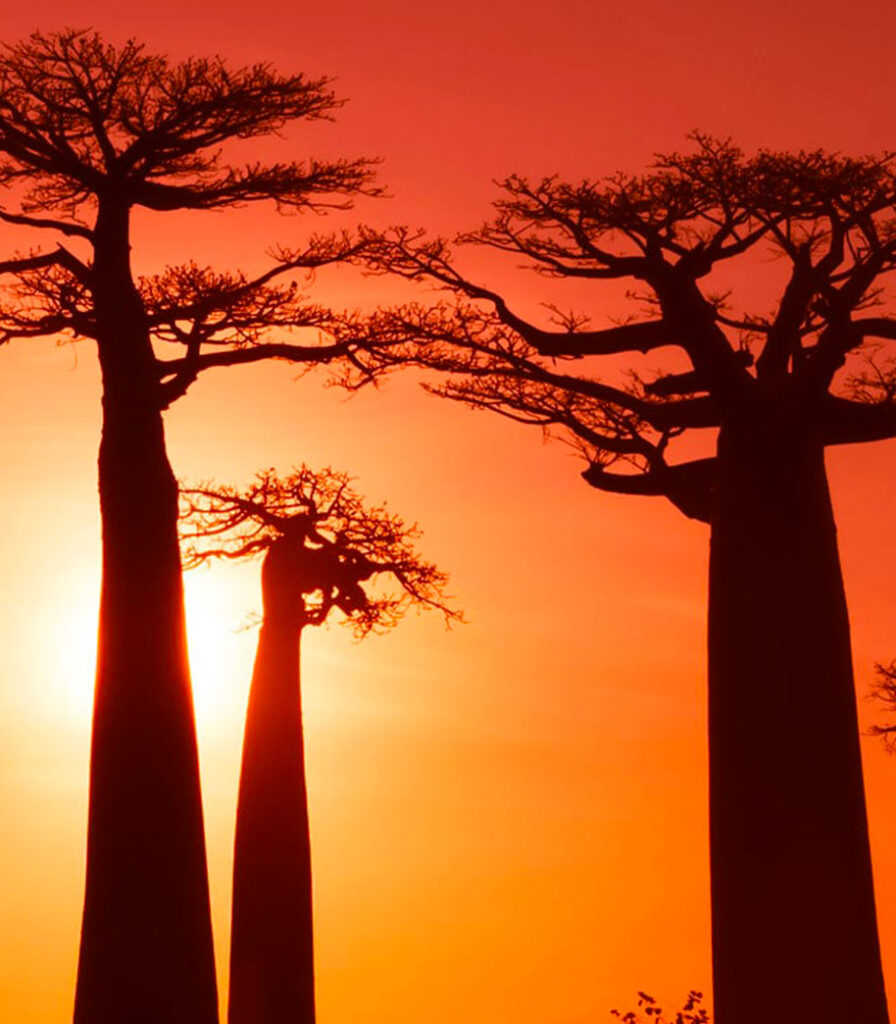 Madagascar baobab travel