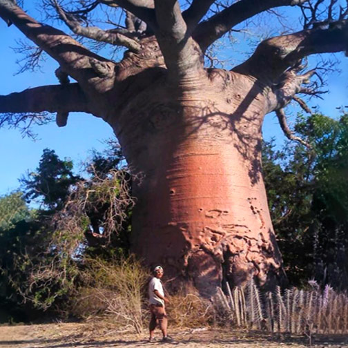 madagascar baobab travel