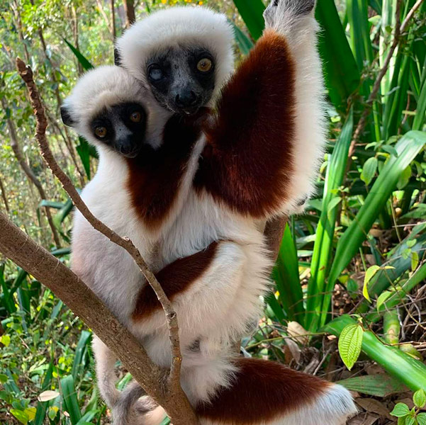 Lemur andasibe madagascar